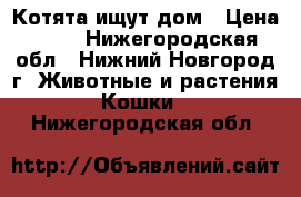 Котята ищут дом › Цена ­ 50 - Нижегородская обл., Нижний Новгород г. Животные и растения » Кошки   . Нижегородская обл.